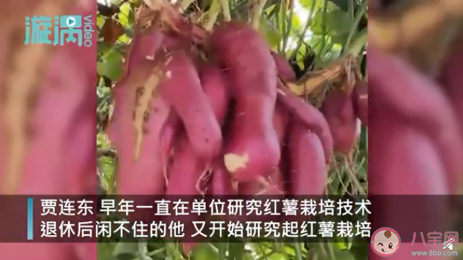 退休專家牽牛花嫁接種出空中紅薯是怎么回事 空中紅薯是怎么種出來的 退休專家牽牛花嫁接種出空中紅薯是怎么回事 空中紅薯是怎么種出來的