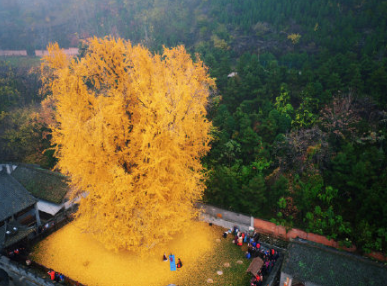 2020西安千年銀杏樹(shù)最佳觀賞時(shí)間 西安千年銀杏樹(shù)在哪里