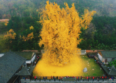 2020西安千年銀杏樹最佳觀賞時間 西安千年銀杏樹在哪里