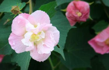 一日三變色的花是什么 木芙蓉為何能一日三變色 一日三變色的花是什么 木芙蓉為何能一日三變色