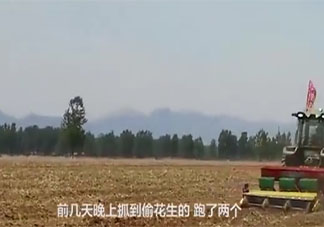 承包商收花生遭數(shù)百村民哄搶是怎么回事 報(bào)警都沒(méi)有用是真的嗎