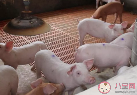 豬肉價格降兩成是真的嗎 豬肉價格為什么提高了