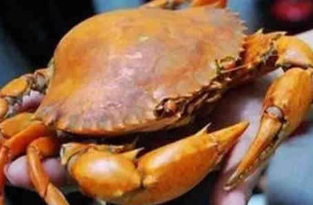 中國最頂級的食材是什么 世界各國代表性的食材大全 中國最頂級的食材是什么 世界各國代表性的食材大全