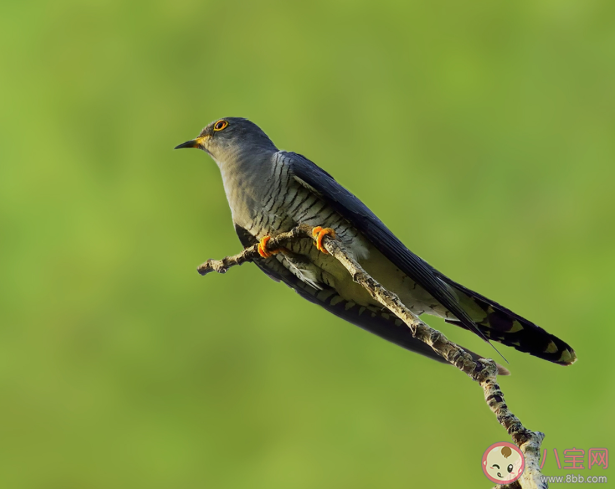 楊花落盡子規啼聞道龍標過五溪中的子規指的是什么 螞蟻莊園11月5日今日答案最新