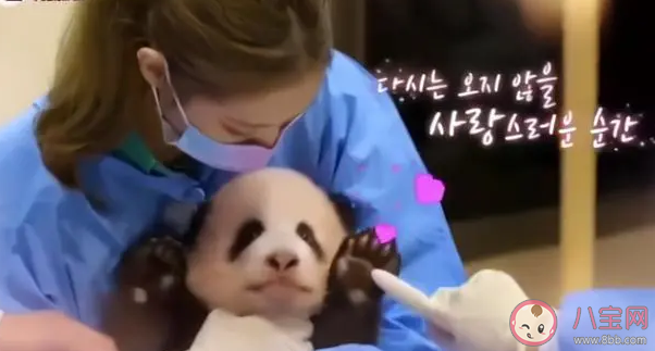 韓國(guó)藝人違規(guī)接觸熊貓幼崽是什么情況 化妝接觸對(duì)熊貓有什么傷害