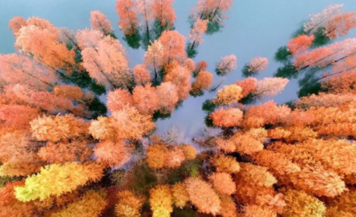 湖北荊門水杉林在哪 荊門水杉林最佳觀賞期