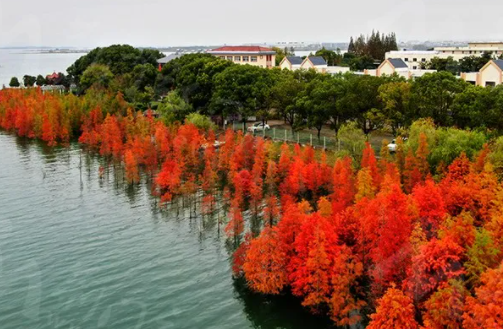 湖北荊門水杉林在哪 荊門水杉林最佳觀賞期