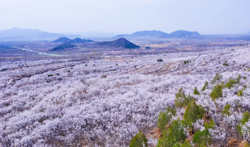 王安石縱被春風吹作雪絕勝南陌碾成塵詠的是下列哪一種花 螞蟻莊園11月6日小課堂最新答案