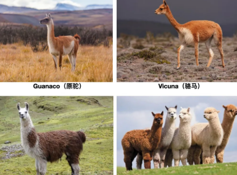 羊駝究竟是羊還是駝 螞蟻莊園小課堂11月6日問題答案 羊駝究竟是羊還是駝 螞蟻莊園小課堂11月6日問題答案