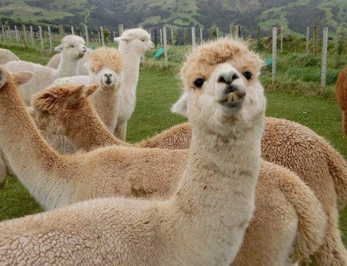 羊駝究竟是羊還是駝 螞蟻莊園小課堂11月6日問題答案 羊駝究竟是羊還是駝 螞蟻莊園小課堂11月6日問題答案