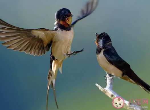 誰家新燕啄春泥中的新燕指的是 最新螞蟻莊園11月9日答案匯總