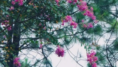 哪種植物被稱為癢癢樹 螞蟻莊園11月9日答案