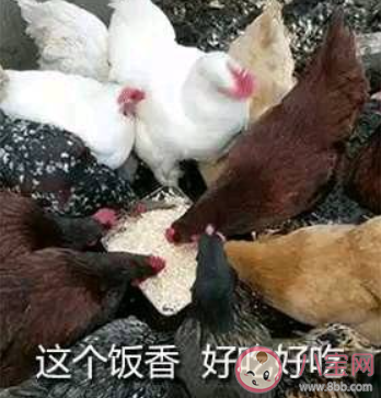 煮飯婆是什么梗 煮飯婆梗的出處是什么