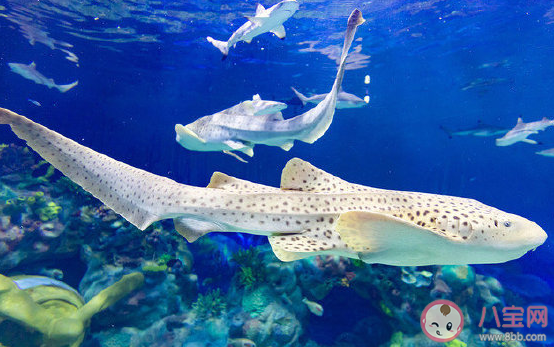 帶孩子去海洋公園玩的朋友圈說說 陪孩子去海洋館親子感言句子