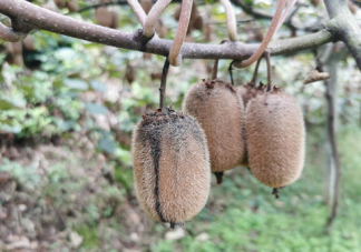 2萬斤獼猴桃遭煤塵污染賣不出怎么回事 煤塵污染對人體有什么危害