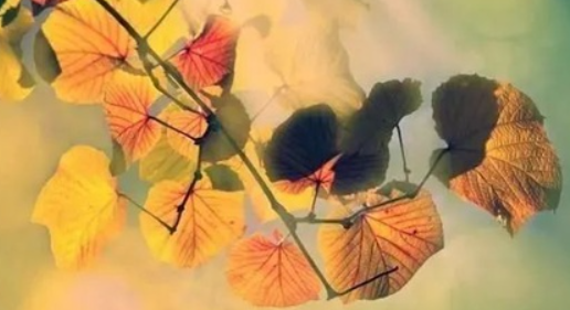 螞蟻莊園解落三秋葉能開二月花什么意思 是哪一種自然現象 螞蟻莊園解落三秋葉能開二月花什么意思 是哪一種自然現象