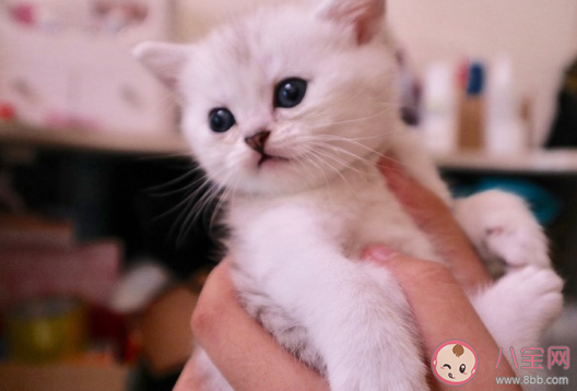 貓咪生寶寶怎么發(fā)朋友圈說(shuō)說(shuō) 家里貓咪生寶寶了心情句子 貓咪生寶寶怎么發(fā)朋友圈說(shuō)說(shuō) 家里貓咪生寶寶了心情句子