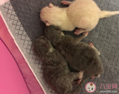 貓咪生寶寶怎么發(fā)朋友圈說(shuō)說(shuō) 家里貓咪生寶寶了心情句子 貓咪生寶寶怎么發(fā)朋友圈說(shuō)說(shuō) 家里貓咪生寶寶了心情句子