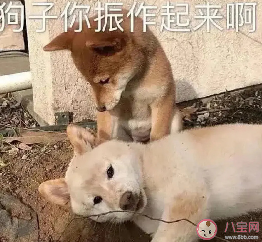 關于明天雙十一的心情說說 適合明天雙十一搞笑語錄 關于明天雙十一的心情說說 適合明天雙十一搞笑語錄