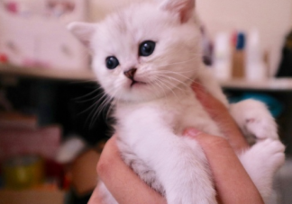 貓咪生寶寶怎么發(fā)朋友圈說(shuō)說(shuō) 家里貓咪生寶寶了心情句子