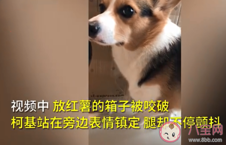 柯基偷吃紅薯被訓(xùn)腿不停顫抖是怎么回事 柯基為什么尾巴那么短