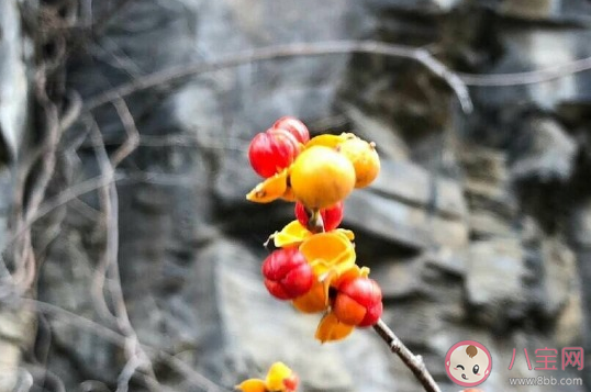 正式進入冬天的發朋友圈說說 準備入冬唯美句子