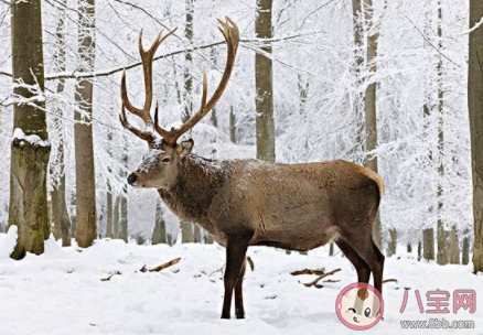 入冬降溫了的朋友圈感言句子 冬天來了降溫了的感慨說說