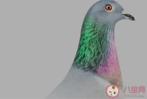 世界最貴賽鴿被拍出1030萬是真的嗎 信鴿腳上有2個環表示什么 世界最貴賽鴿被拍出1030萬是真的嗎 信鴿腳上有2個環表示什么