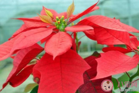 下列哪種盆栽花有毒最好不要總是拿手碰 最新螞蟻莊園11月17日答案