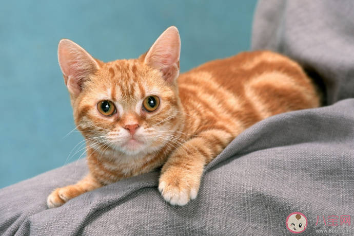 為什么越來越多年輕人喜歡養(yǎng)貓 養(yǎng)貓的七大好處