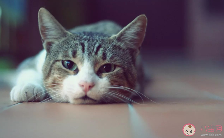 為什么越來越多年輕人喜歡養(yǎng)貓 養(yǎng)貓的七大好處