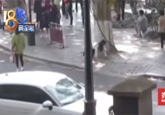 女主播在西湖邊跪爬征婚是怎么回事 圍著大樹爬行是為什么