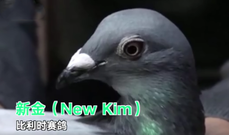 中國買家花1250萬買下比利時(shí)賽鴿是怎么回事 比利時(shí)賽鴿為什么值錢