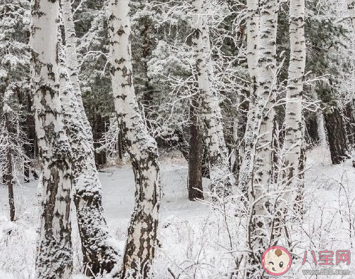 喜歡冬天的雪發朋友圈說說 曬冬天的雪心情一句話 喜歡冬天的雪發朋友圈說說 曬冬天的雪心情一句話
