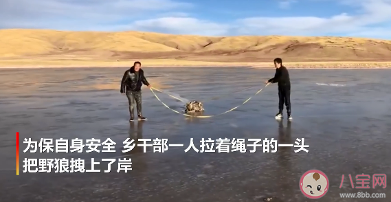 青海鄉(xiāng)干部跳入冰湖救落水野狼是怎么回事 在野外遇見(jiàn)狼了怎么辦
