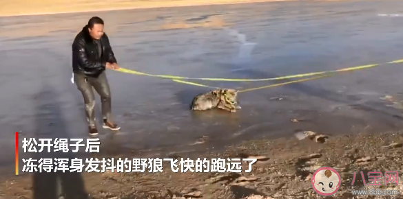 青海鄉(xiāng)干部跳入冰湖救落水野狼是怎么回事 在野外遇見(jiàn)狼了怎么辦