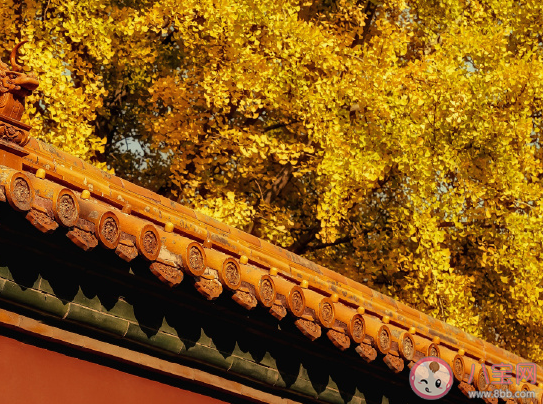 秋天看銀杏葉的心情句子 打卡銀杏林朋友圈說說