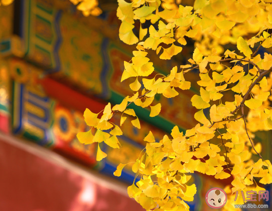 秋天看銀杏葉的心情句子 打卡銀杏林朋友圈說(shuō)說(shuō)