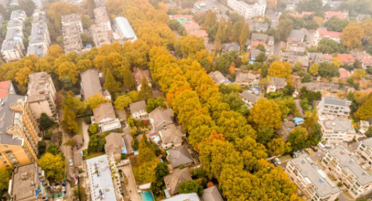 南京42處落葉觀賞點(diǎn)匯總 42處落葉觀賞點(diǎn)在哪