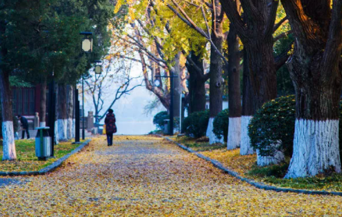 南京42處落葉觀賞點(diǎn)匯總 42處落葉觀賞點(diǎn)在哪