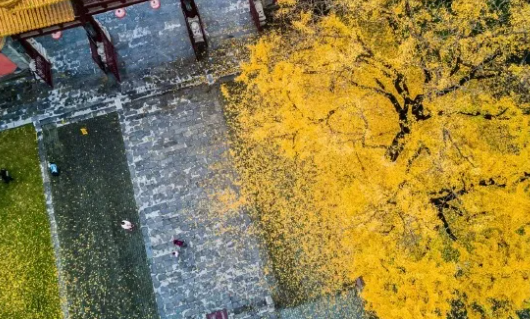 南京42處落葉觀賞點(diǎn)匯總 42處落葉觀賞點(diǎn)在哪