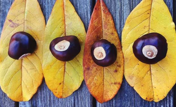 秋天的落葉怎么拍好看 落葉創(chuàng)意拍攝技巧分享