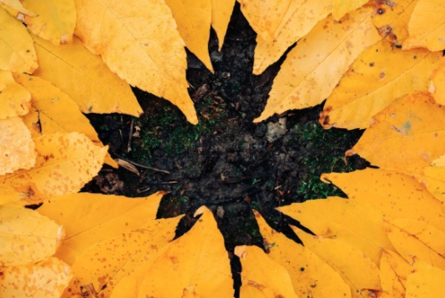 秋天的落葉怎么拍好看 落葉創(chuàng)意拍攝技巧分享