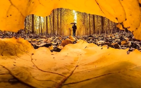 秋天的落葉怎么拍好看 落葉創(chuàng)意拍攝技巧分享