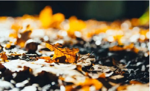 深秋落葉美句發朋友圈文案 深秋描寫落葉的唯美說說