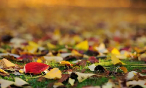 深秋落葉美句發朋友圈文案 深秋描寫落葉的唯美說說