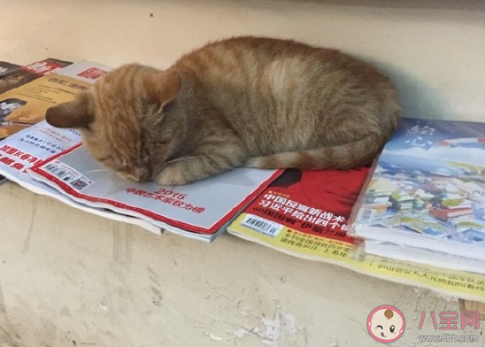 冬天賴(lài)床起不來(lái)的搞笑說(shuō)說(shuō) 天冷不想起床幽默句子 冬天賴(lài)床起不來(lái)的搞笑說(shuō)說(shuō) 天冷不想起床幽默句子