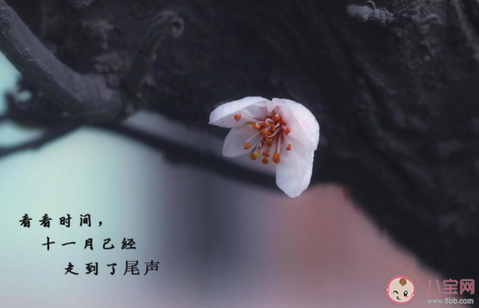 2020十一月最后一天圖片朋友圈配文 2020十一月最后一天的感受句子說說 2020十一月最后一天圖片朋友圈配文 2020十一月最后一天的感受句子說說