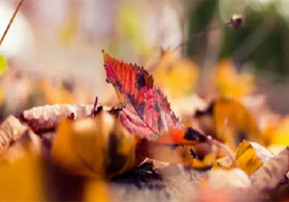 深秋落葉美句發(fā)朋友圈文案 深秋描寫落葉的唯美說說