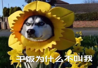 干飯人是什么梗 干飯人搞笑有趣朋友圈說說語錄